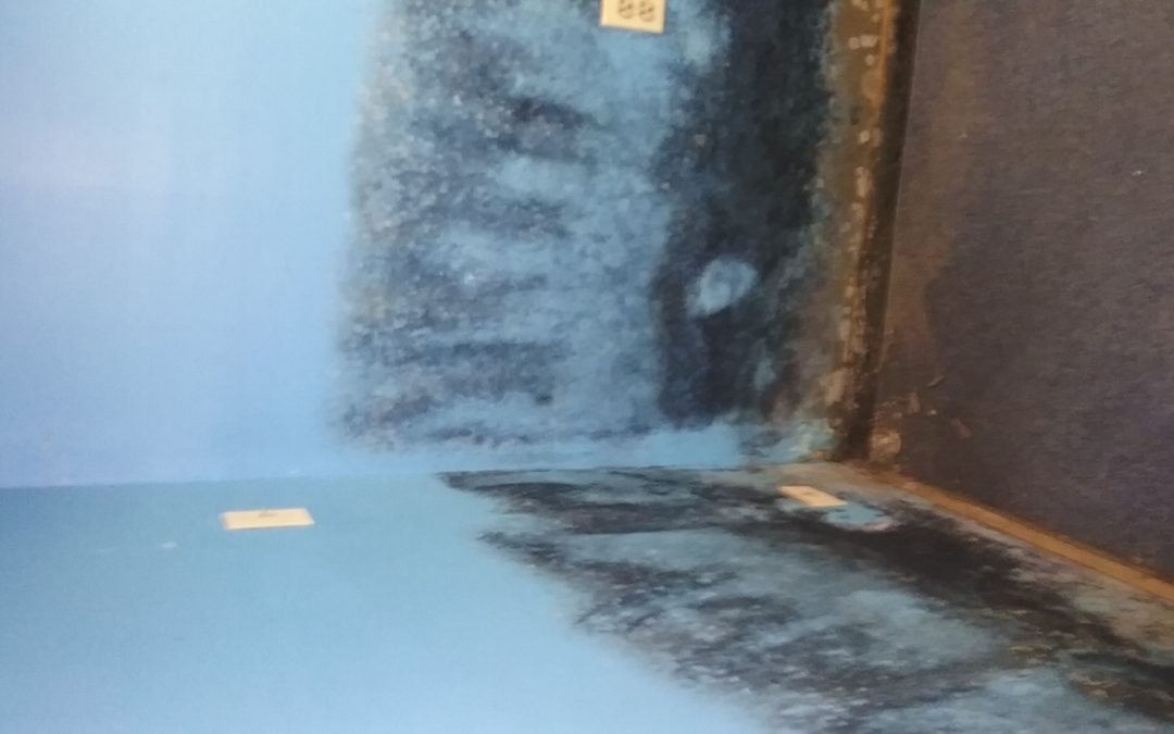 Bloomingdale mold removal work