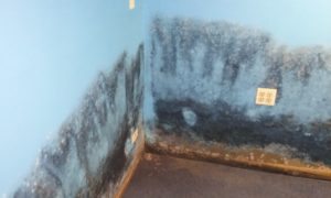 Mold Removal Addison
