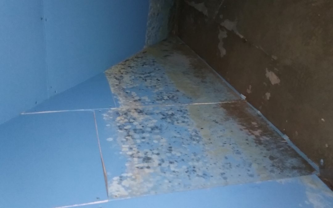 Mold remediation Bloomingdale