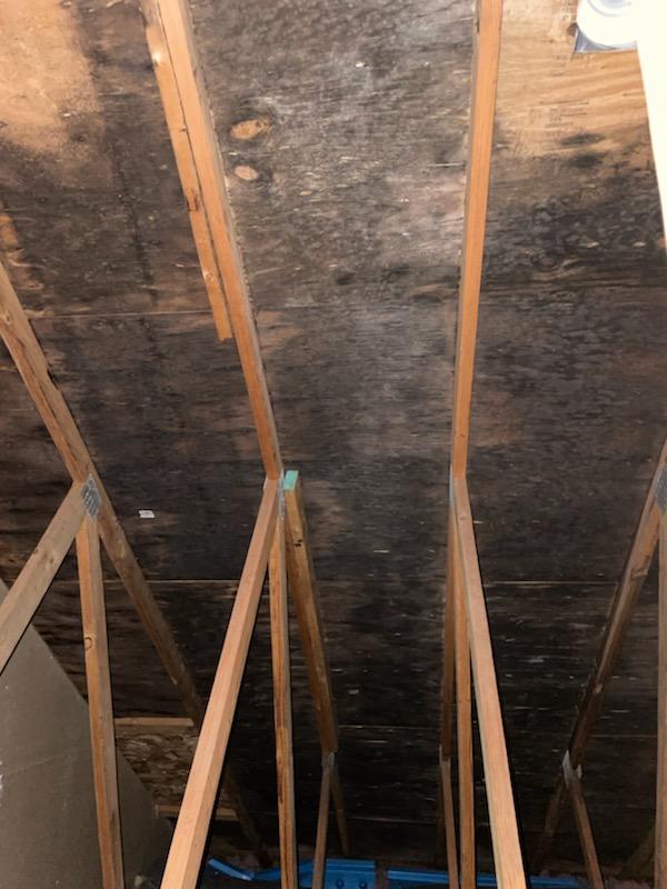 Mold growth in attic plywood