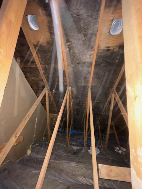 Mold In Attic